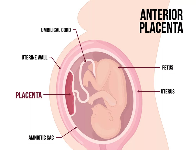 東日本橋・馬喰横山の歯医者、須藤デンタルクリニックのプラセンタ療法